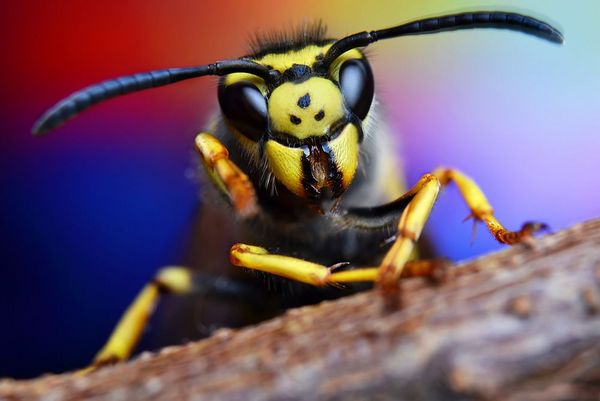 Insekter og smaadyr   MURGVI  Shutterstock    382202347
